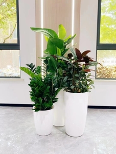 北仑盆景租赁价格知多少？这份攻略请收好！